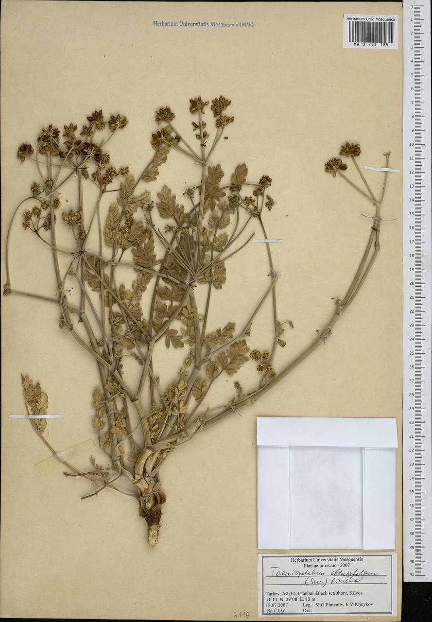 Taeniopetalum obtusifolium (Sibth. & Sm.) Pimenov, Зарубежная Азия (ASIA) (Турция)