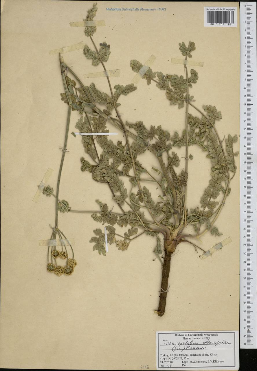 Taeniopetalum obtusifolium (Sibth. & Sm.) Pimenov, Зарубежная Азия (ASIA) (Турция)