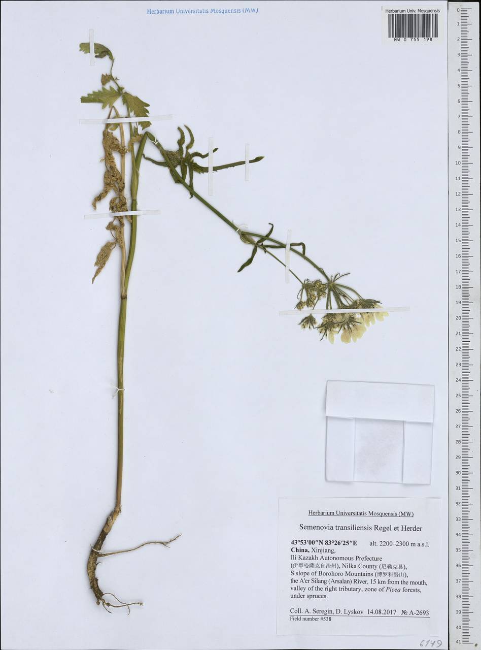 Семеновия заилийская Regel & Herder, Зарубежная Азия (ASIA) (КНР)