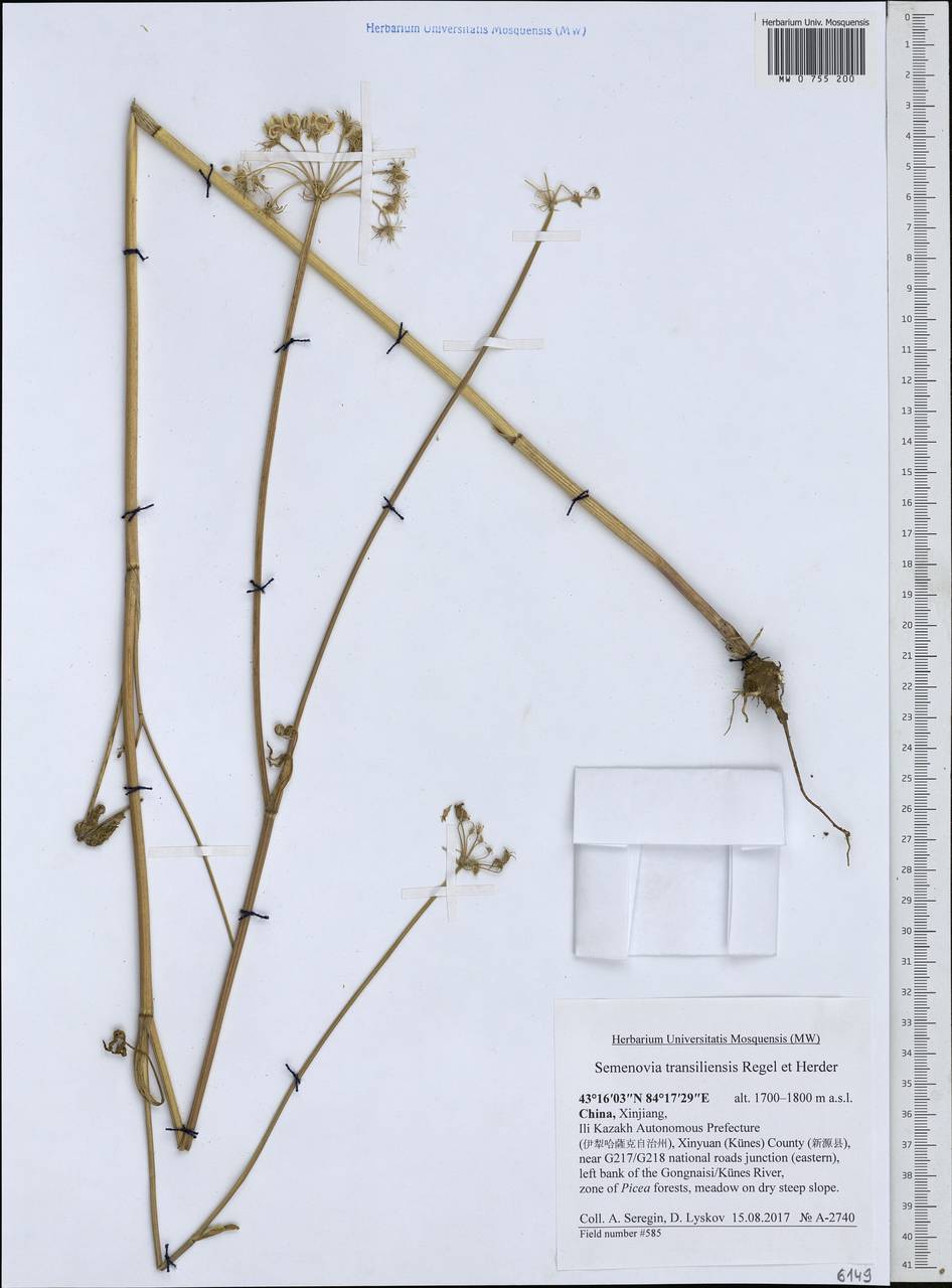 Семеновия заилийская Regel & Herder, Зарубежная Азия (ASIA) (КНР)