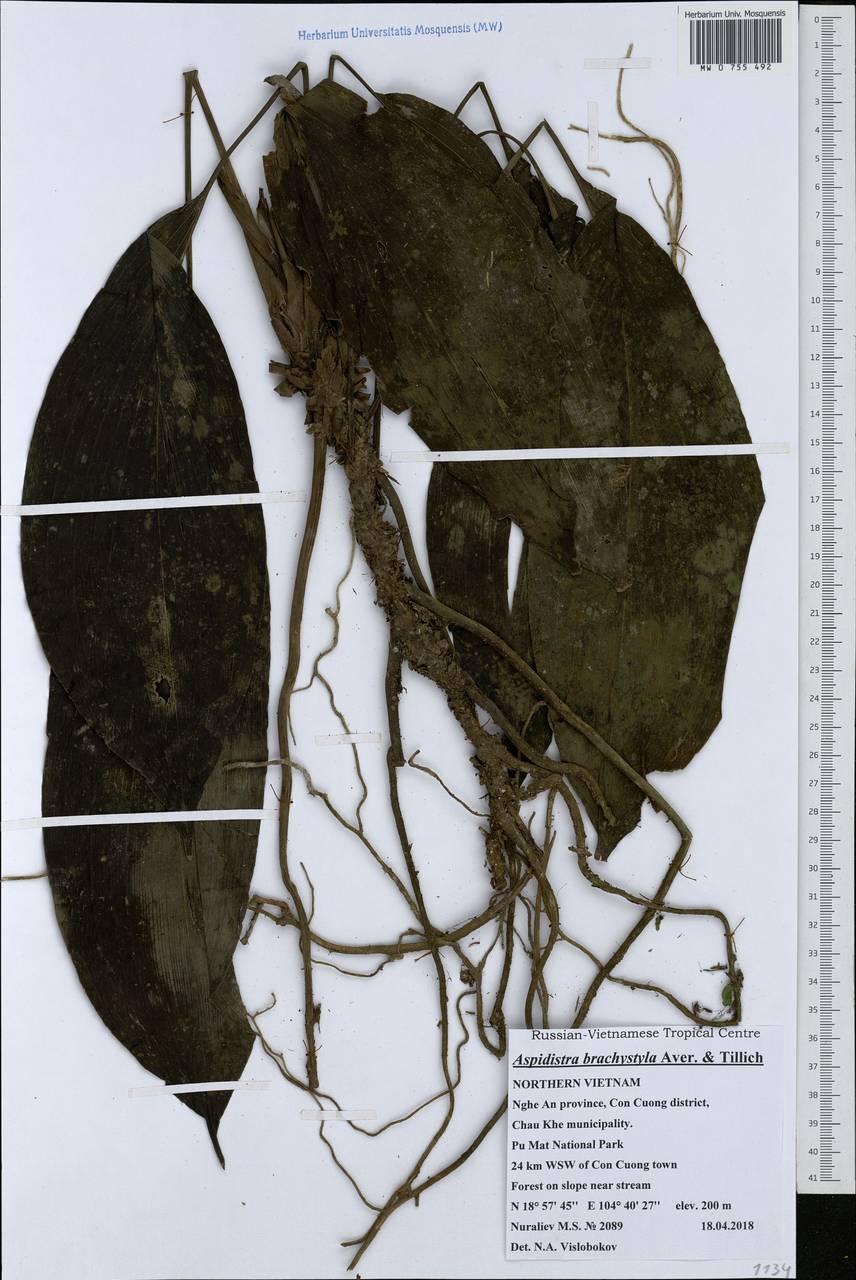 Aspidistra brachystyla Aver. & Tillich, Зарубежная Азия (ASIA) (Вьетнам)