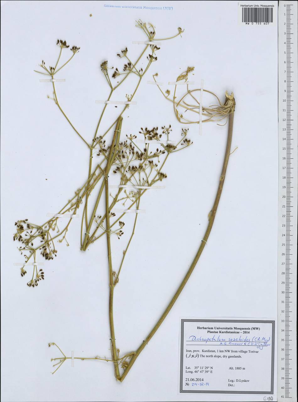 Дихоропеталум жабрицевидный (C.A.Mey.) Pimenov & Kljuykov, Зарубежная Азия (ASIA) (Иран)