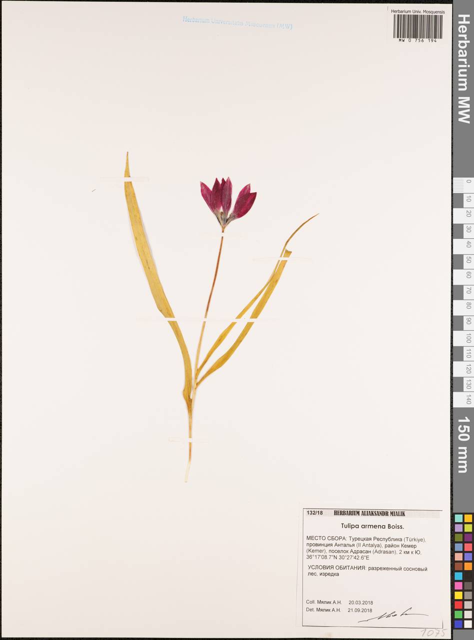 Tulipa armena Boiss., Зарубежная Азия (ASIA) (Турция)