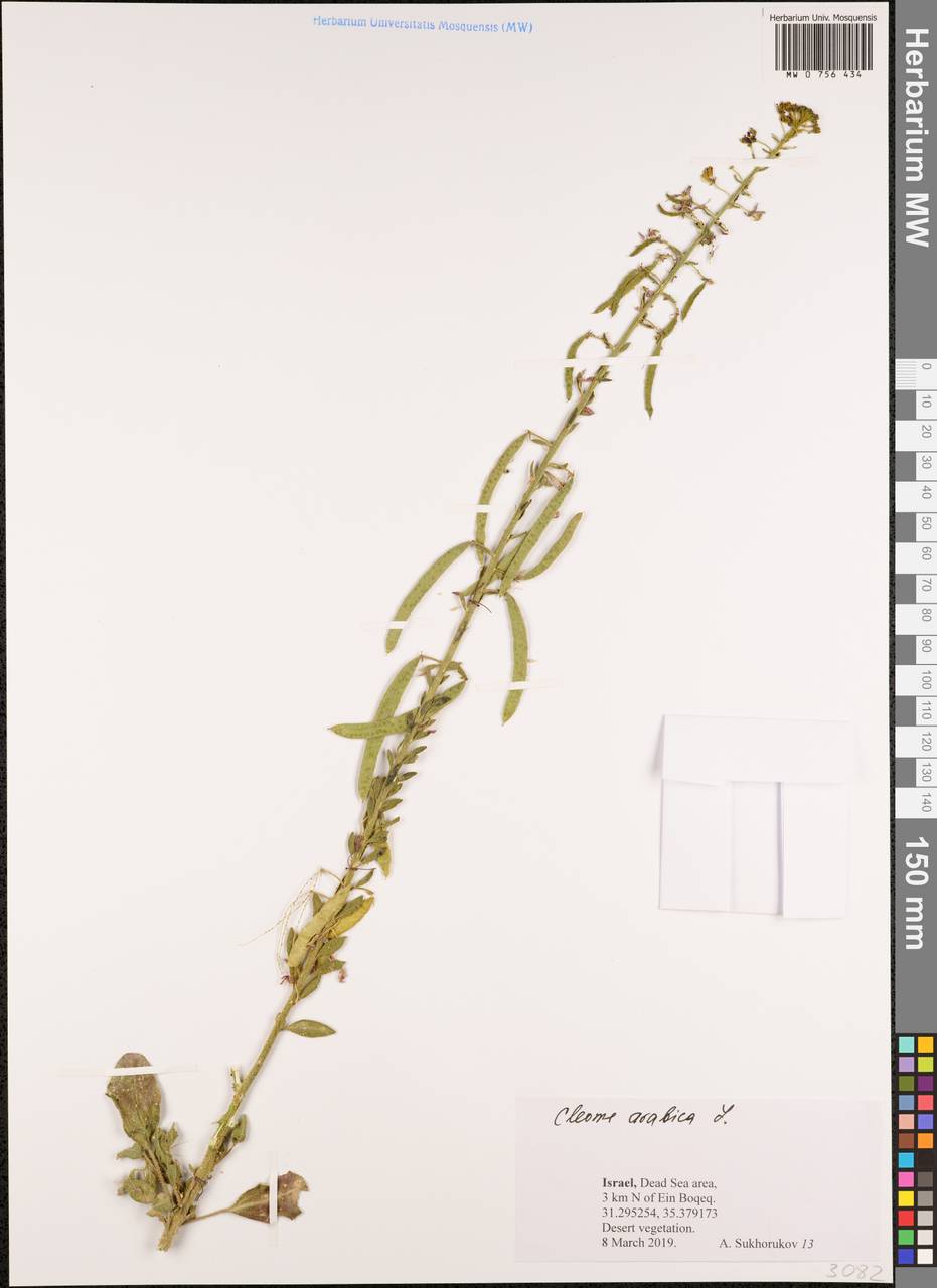 Cleome arabica L., Зарубежная Азия (ASIA) (Израиль)
