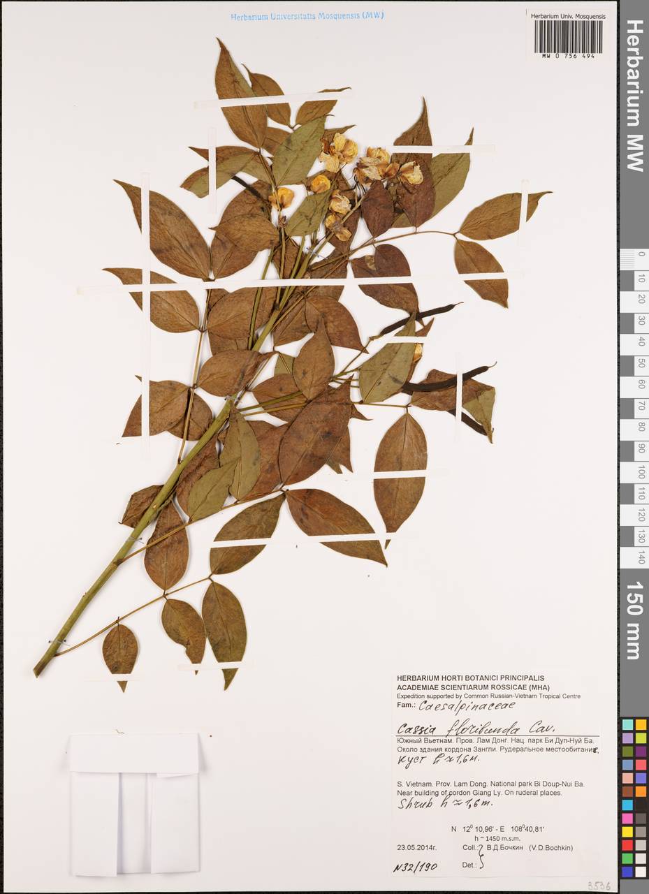 Senna × floribunda (Cav.) H.S.Irwin & Barneby, Зарубежная Азия (ASIA) (Вьетнам)