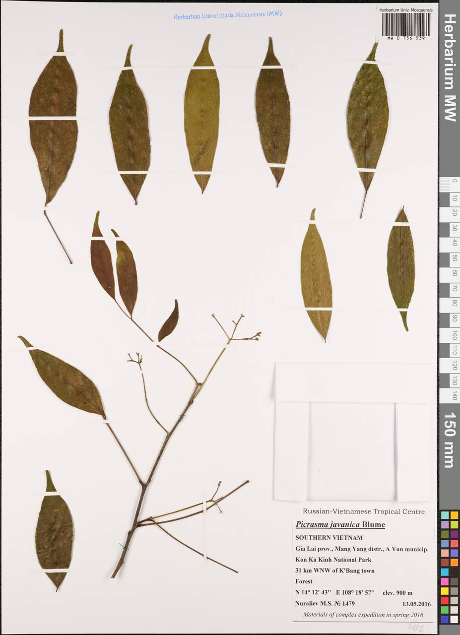 Picrasma javanica Bl., Зарубежная Азия (ASIA) (Вьетнам)