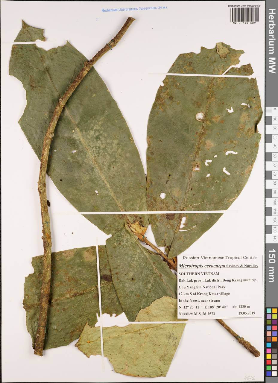 Microtropis cerocarpa Savinov & Nuraliev, Зарубежная Азия (ASIA) (Вьетнам)
