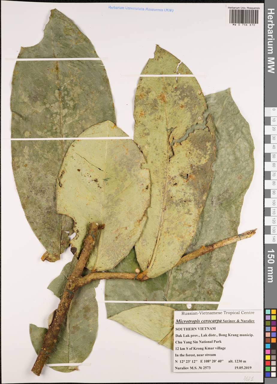 Microtropis cerocarpa Savinov & Nuraliev, Зарубежная Азия (ASIA) (Вьетнам)