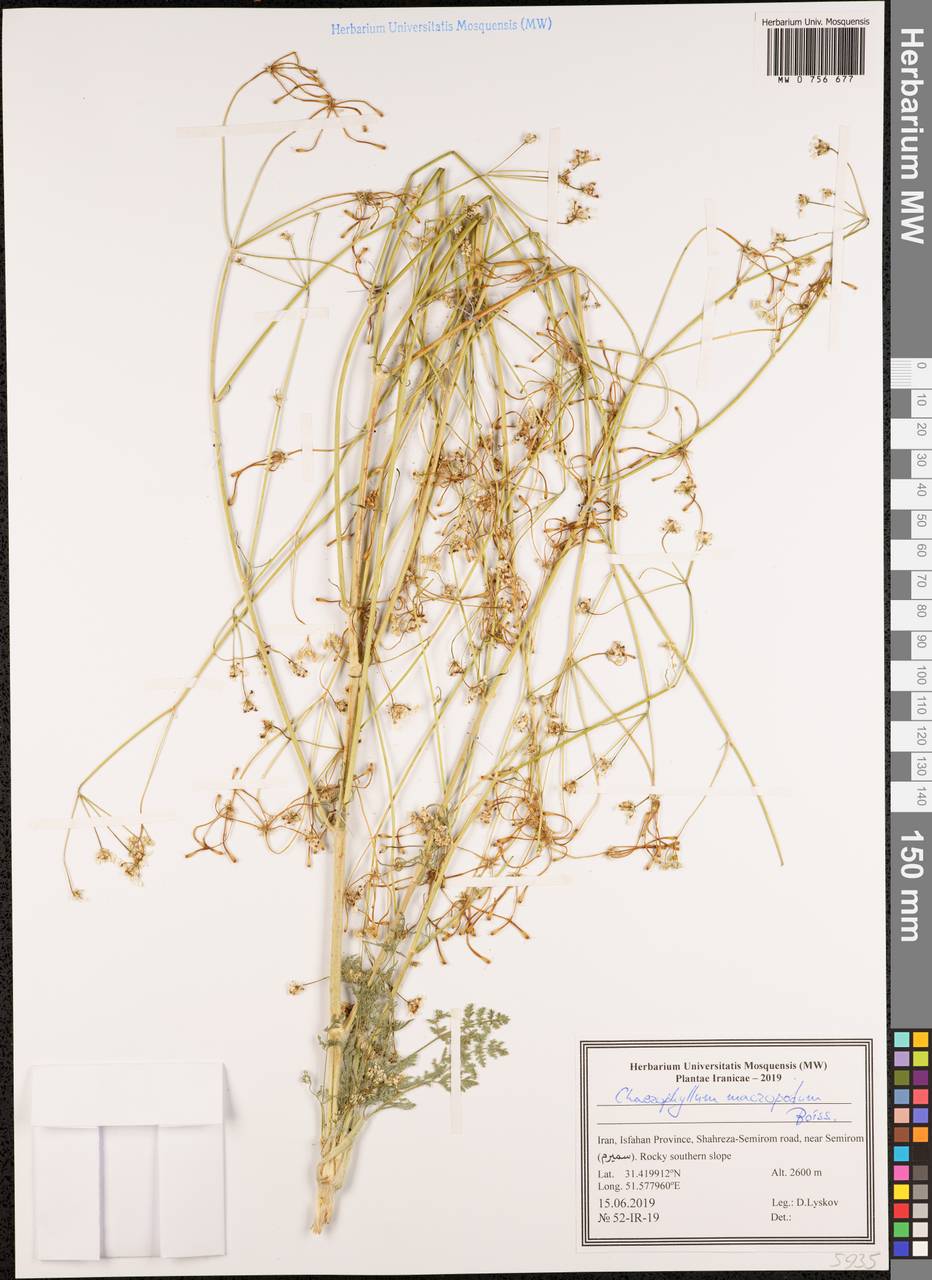 Chaerophyllum macropodum Boiss., Зарубежная Азия (ASIA) (Иран)