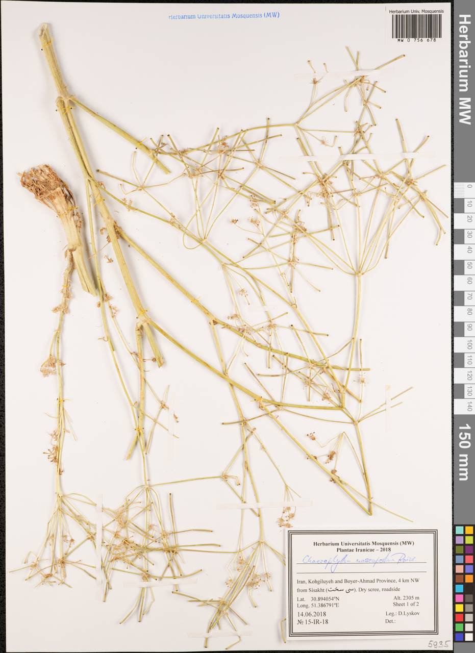 Chaerophyllum macropodum Boiss., Зарубежная Азия (ASIA) (Иран)