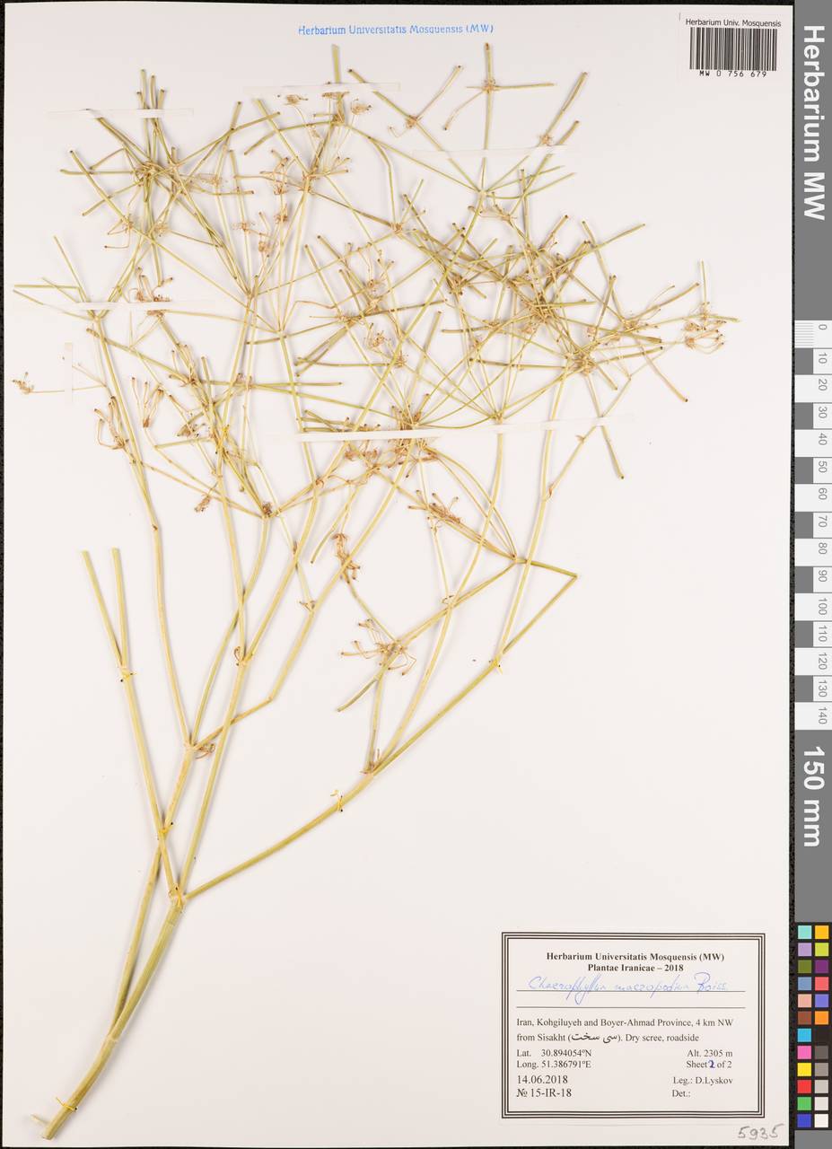 Chaerophyllum macropodum Boiss., Зарубежная Азия (ASIA) (Иран)