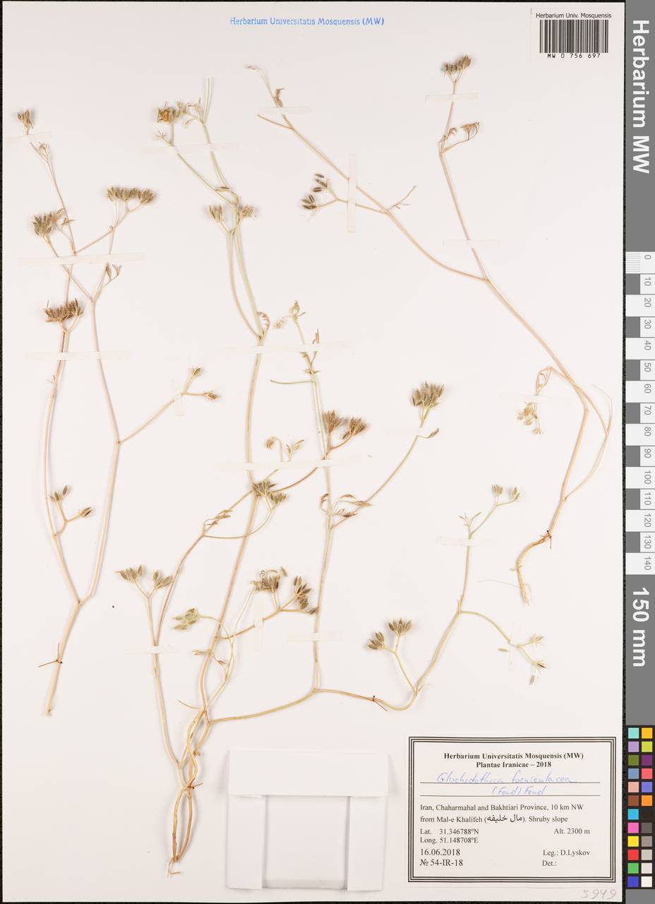 Turgeniopsis foeniculacea (Fenzl) Boiss., Зарубежная Азия (ASIA) (Иран)