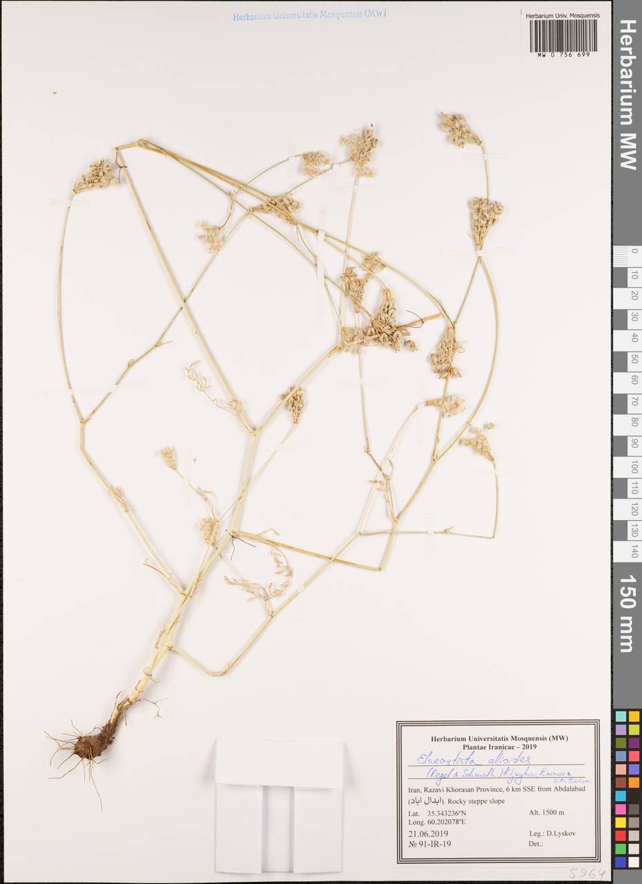 Скалигерия луковидная (Regel & Schmalh.) Boiss., Зарубежная Азия (ASIA) (Иран)