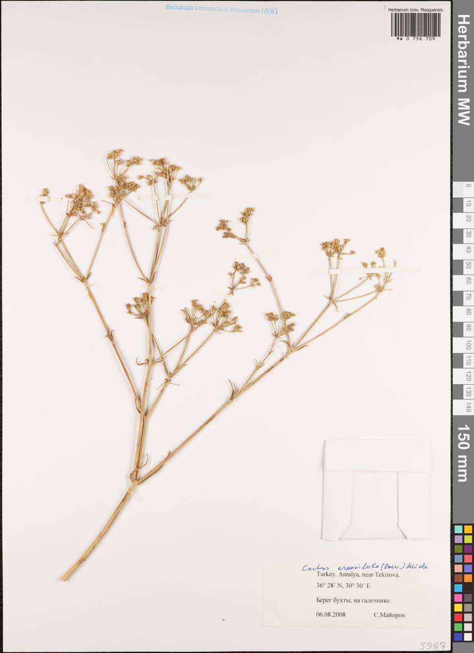 Cachrys crassiloba (Boiss.) Meikle, Зарубежная Азия (ASIA) (Турция)