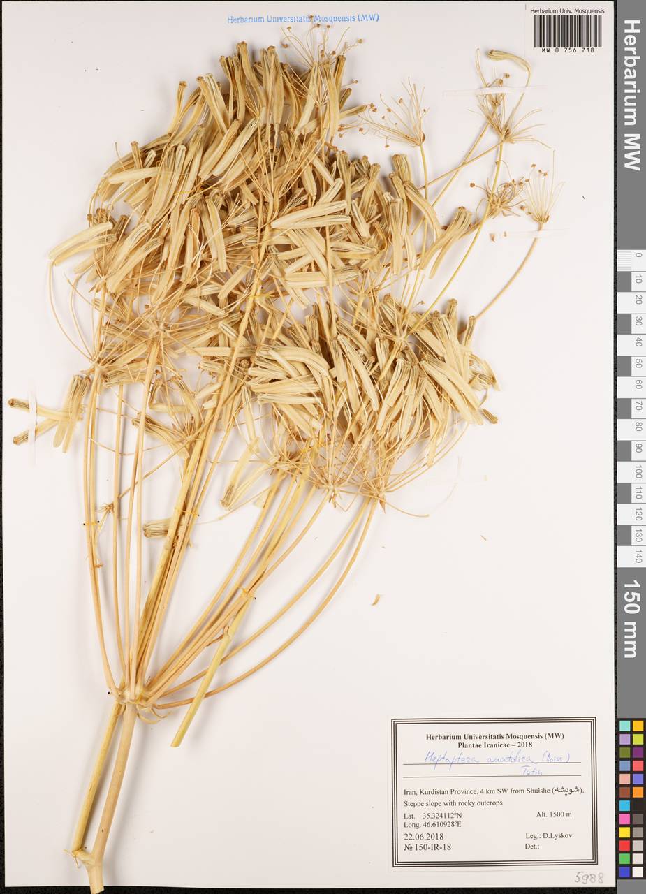Heptaptera anatolica (Boiss.) Tutin, Зарубежная Азия (ASIA) (Иран)