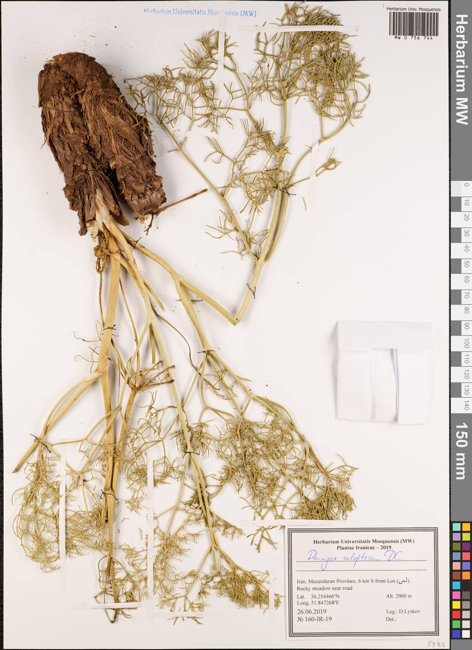 Прангос курчавокрылый DC., Зарубежная Азия (ASIA) (Иран)