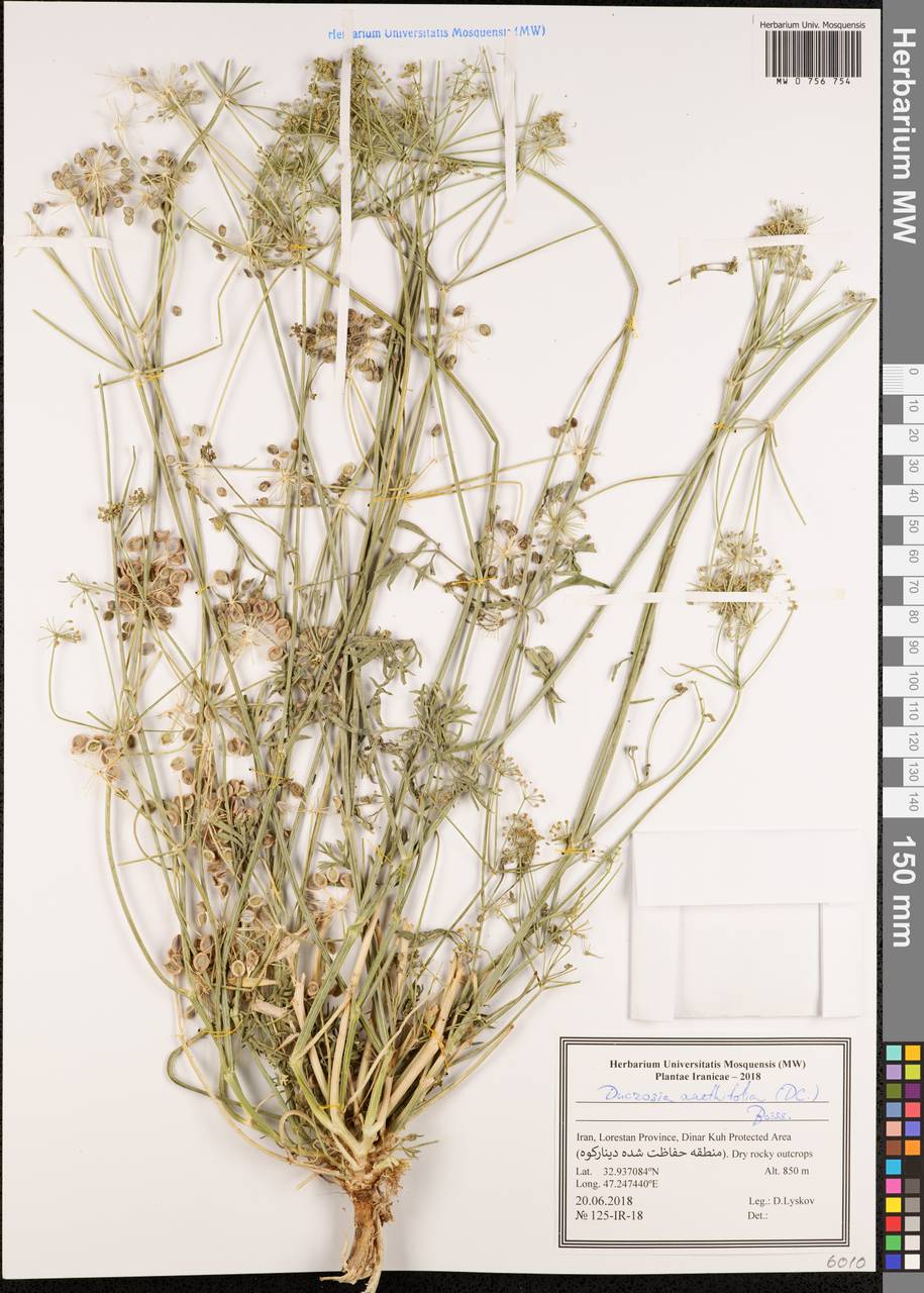 Ducrosia anethifolia (DC.) Boiss., Зарубежная Азия (ASIA) (Иран)