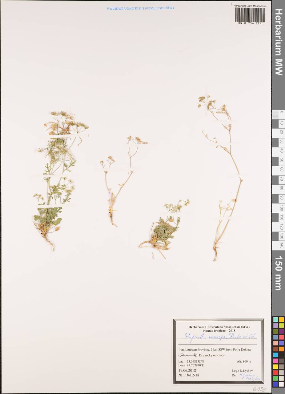 Бедренец шерстистоплодный Banks & Sol., Зарубежная Азия (ASIA) (Иран)