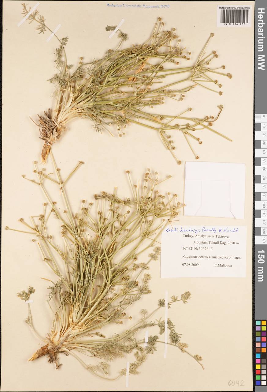 Seseli hartvigii Parolly & Nordt, Зарубежная Азия (ASIA) (Турция)