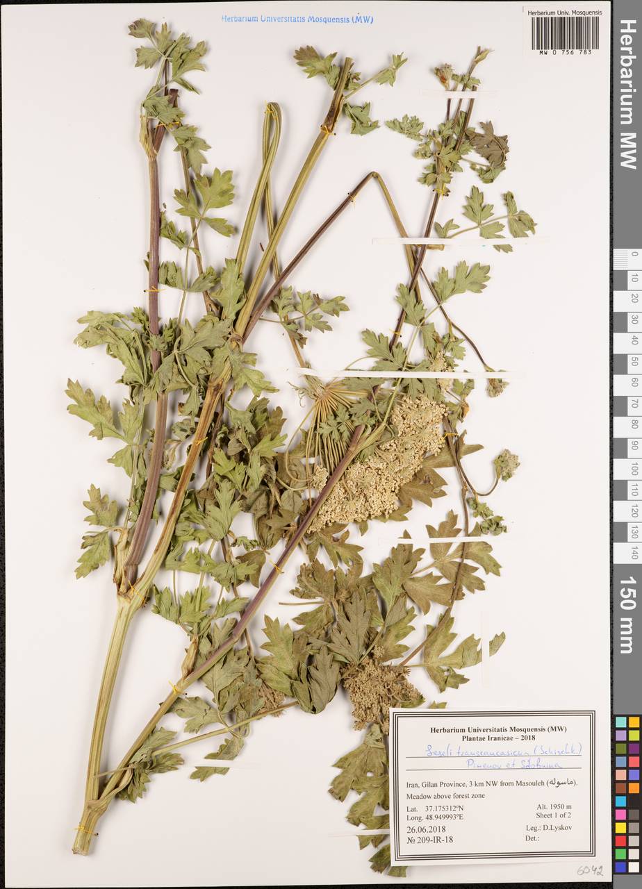 Жабрица закавказская (Schischk.) Pimenov & Sdobnina, Зарубежная Азия (ASIA) (Иран)