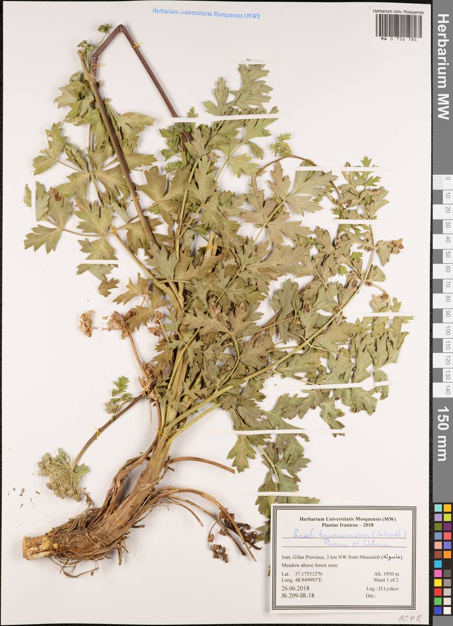 Жабрица закавказская (Schischk.) Pimenov & Sdobnina, Зарубежная Азия (ASIA) (Иран)