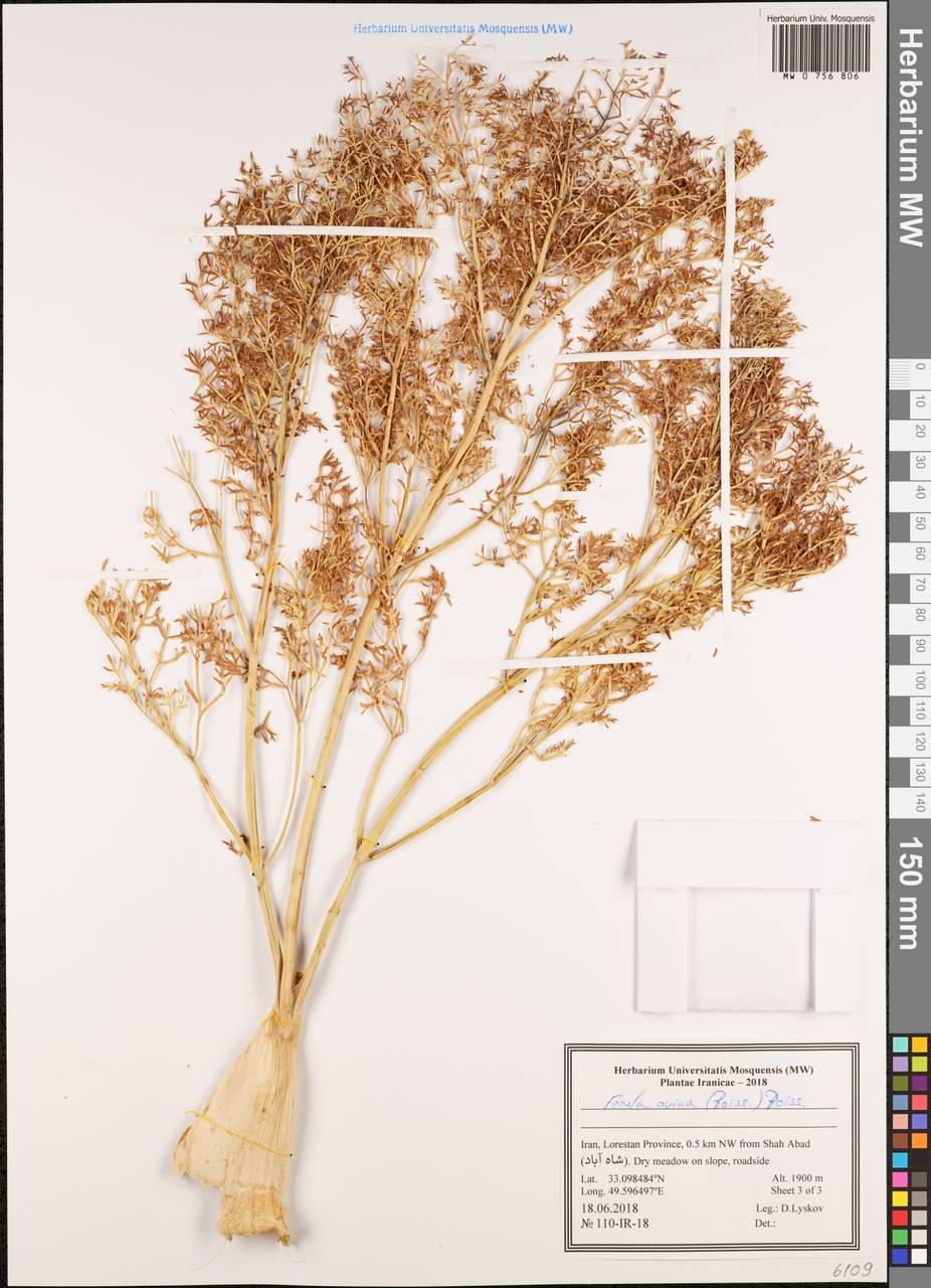 Ферула овечья (Boiss.) Boiss., Зарубежная Азия (ASIA) (Иран)