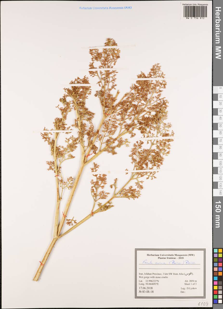Ферула овечья (Boiss.) Boiss., Зарубежная Азия (ASIA) (Иран)
