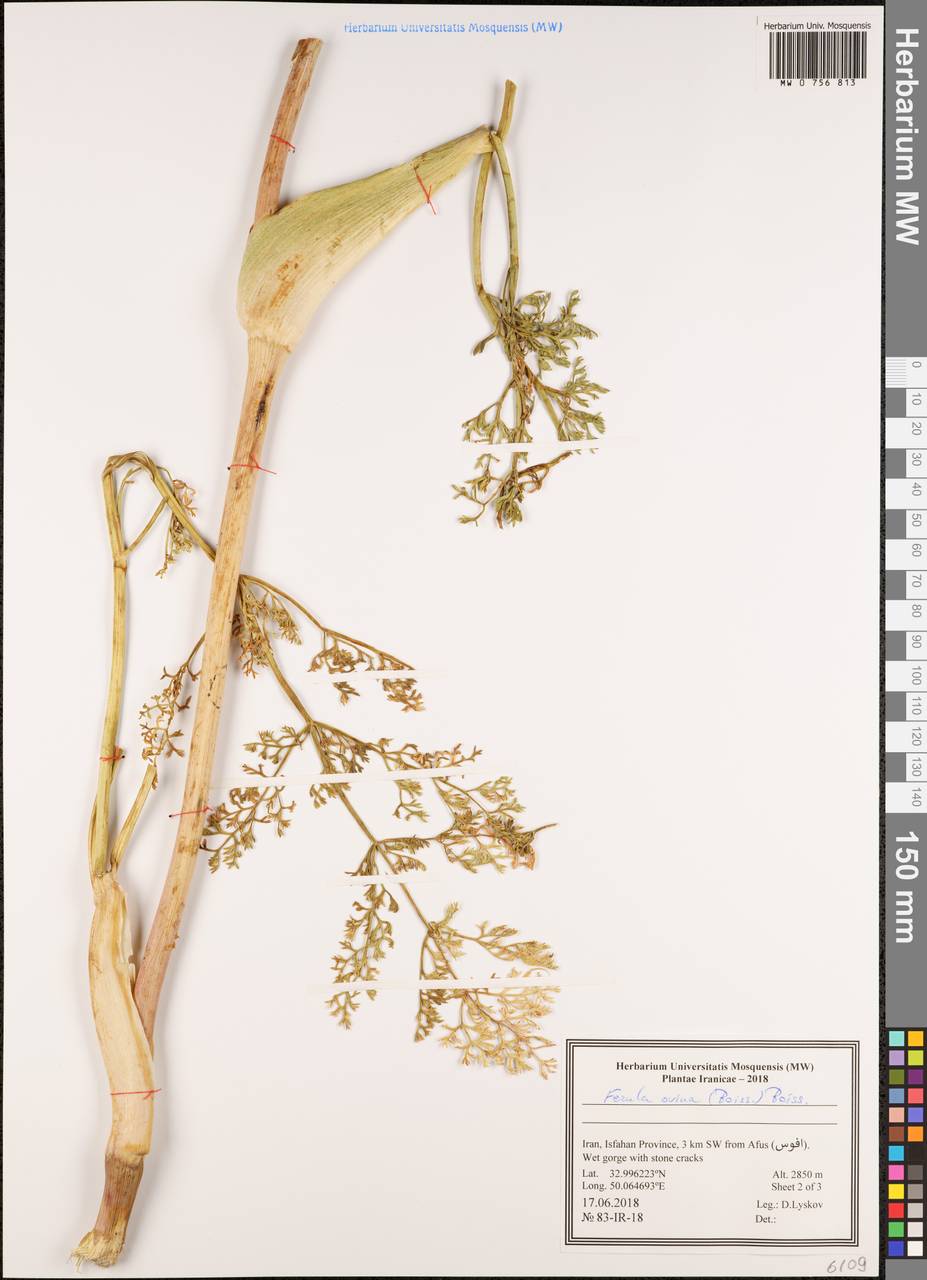 Ферула овечья (Boiss.) Boiss., Зарубежная Азия (ASIA) (Иран)