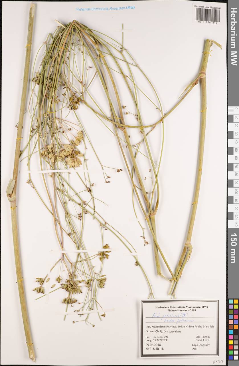 Leutea petiolaris (DC.) Pimenov, Зарубежная Азия (ASIA) (Иран)