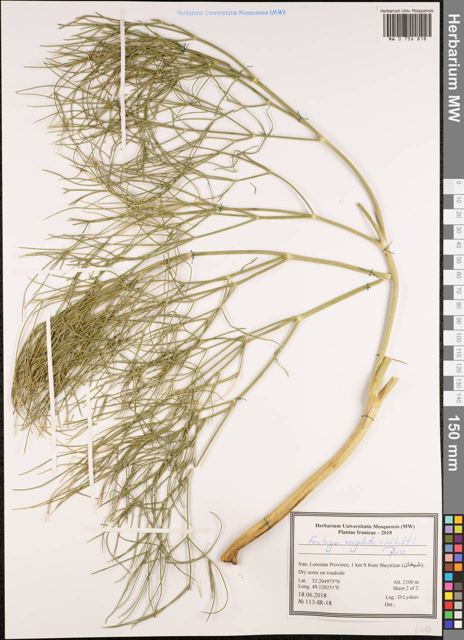 Ferulago angulata (Schltdl.) Boiss., Зарубежная Азия (ASIA) (Иран)