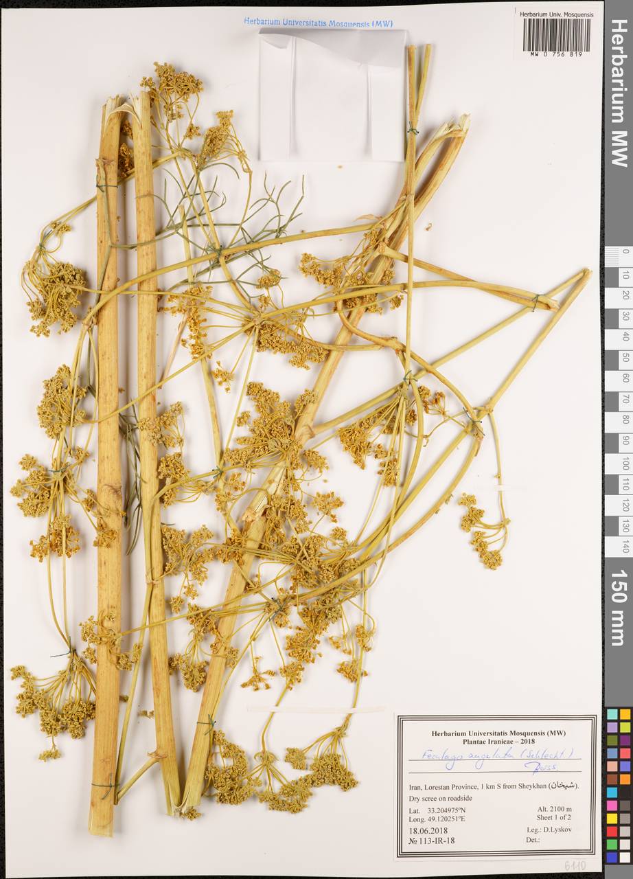 Ferulago angulata (Schltdl.) Boiss., Зарубежная Азия (ASIA) (Иран)