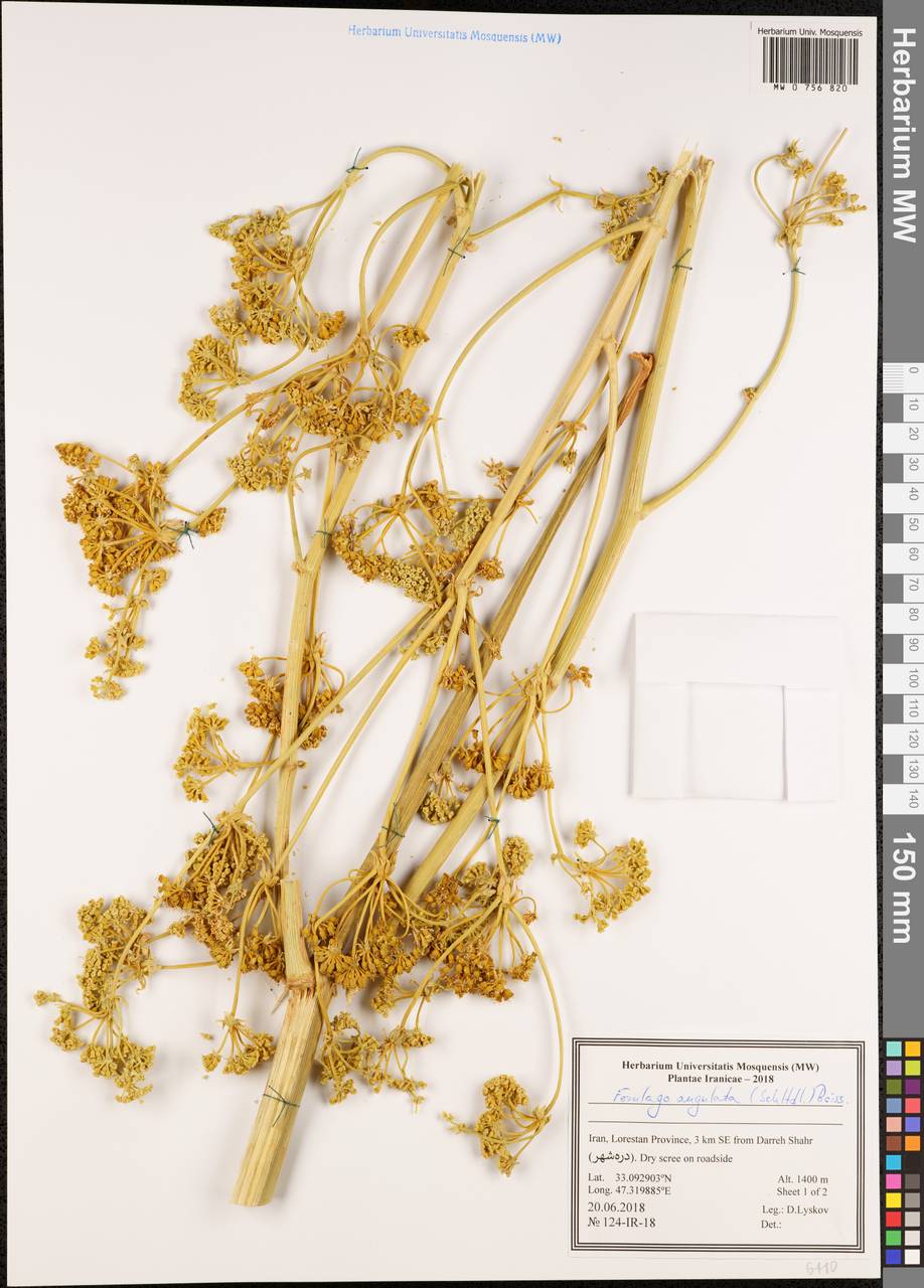 Ferulago angulata (Schltdl.) Boiss., Зарубежная Азия (ASIA) (Иран)