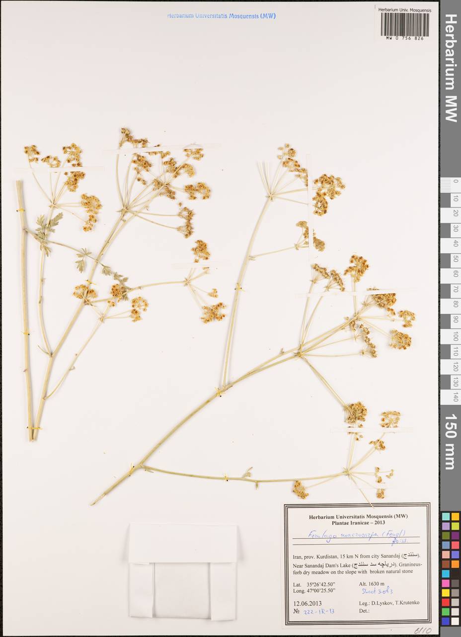 Ferulago macrocarpa (Fenzl) Boiss., Зарубежная Азия (ASIA) (Иран)
