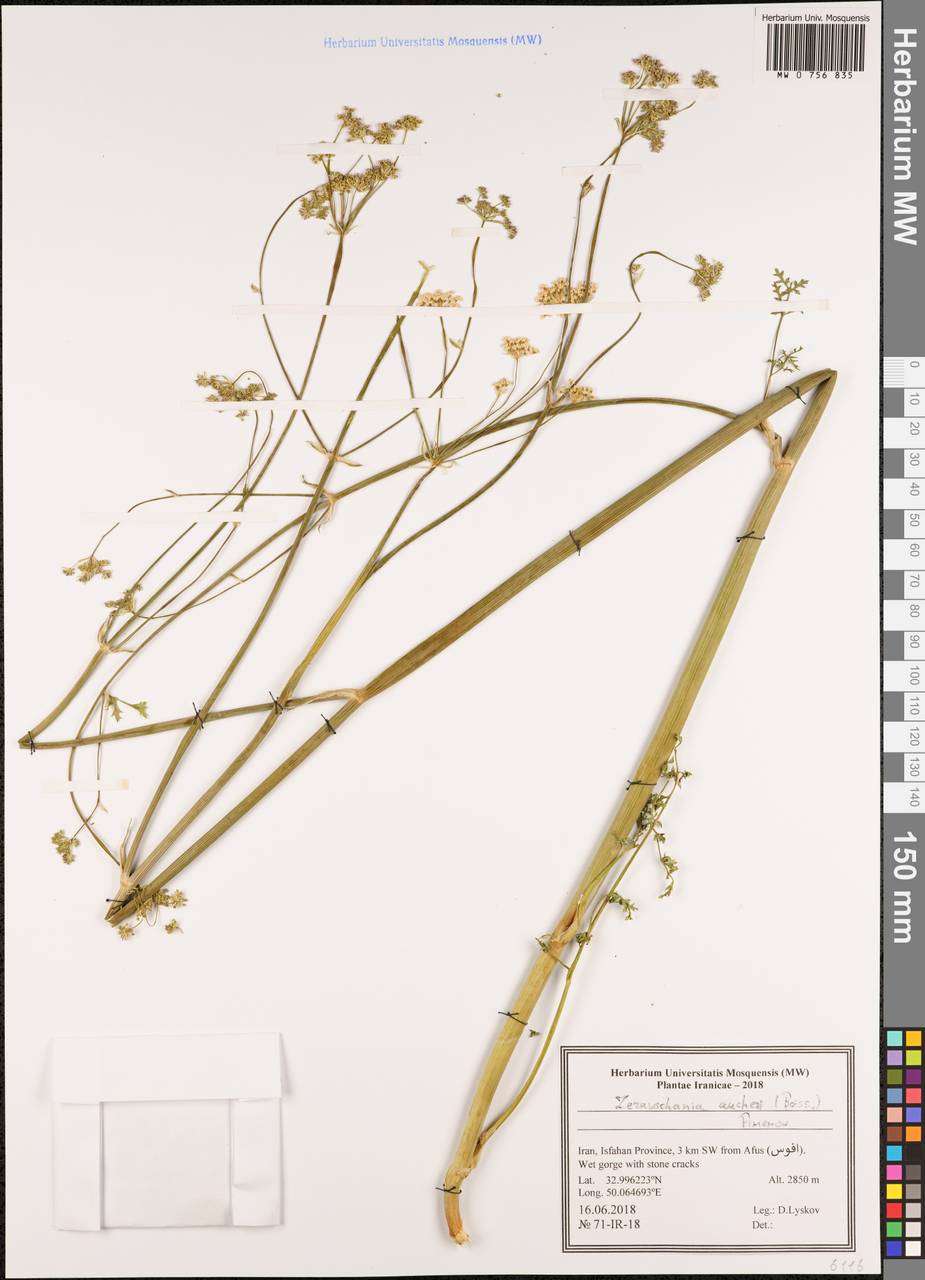 Зеравшания Оше (Boiss.) Pimenov, Зарубежная Азия (ASIA) (Иран)