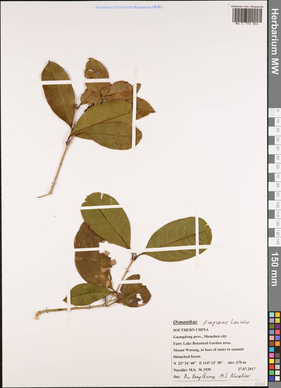 Osmanthus fragrans, Зарубежная Азия (ASIA) (КНР)