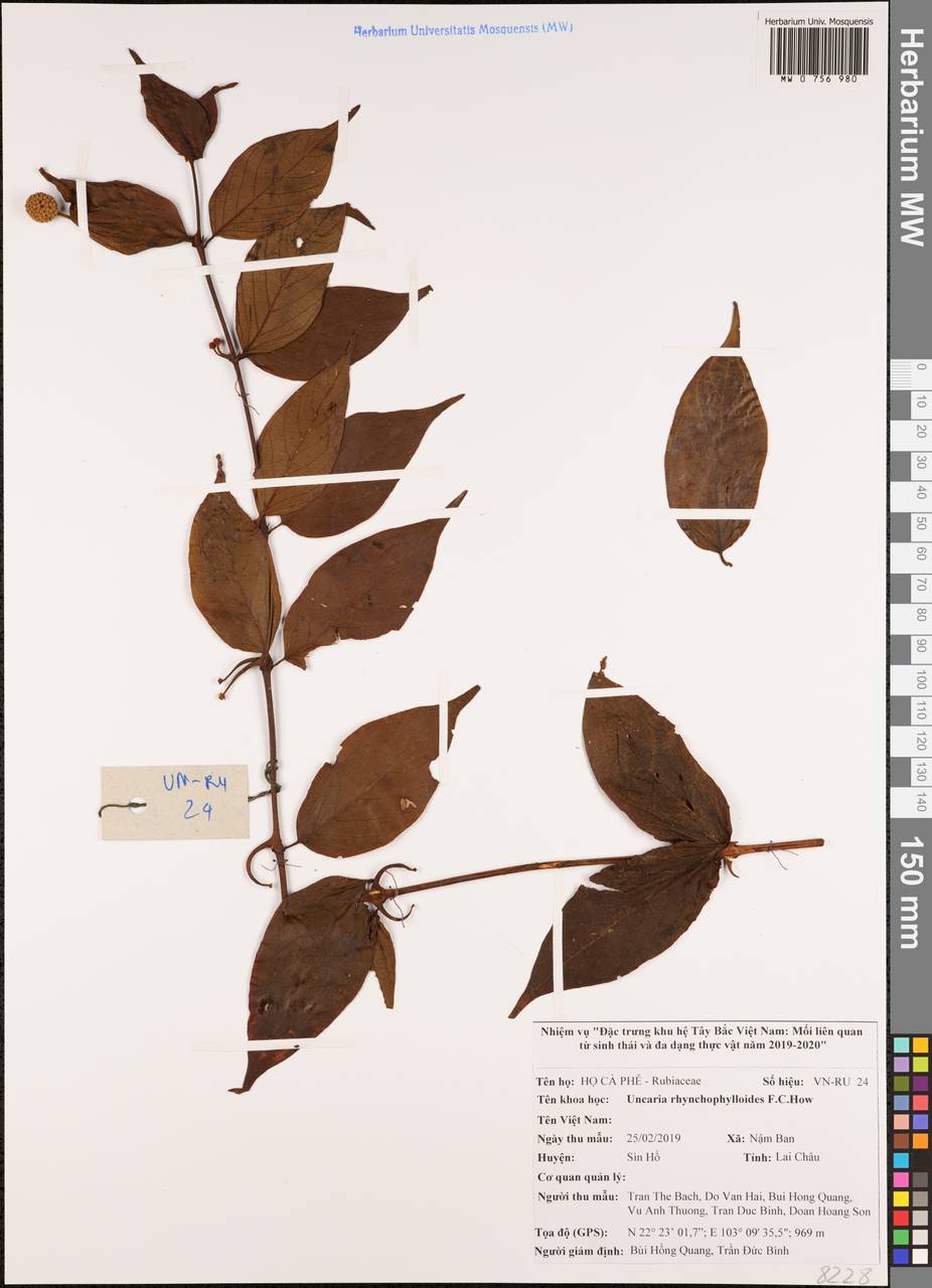 Uncaria rhynchophylloides F.C.How, Зарубежная Азия (ASIA) (Вьетнам)