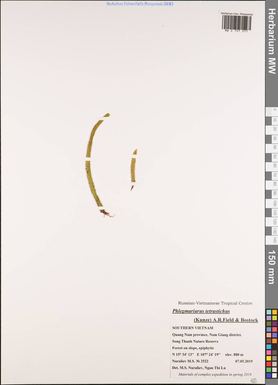 Phlegmariurus tetrastichus (Kunze) A.R.Field & Bostock, Зарубежная Азия (ASIA) (Вьетнам)