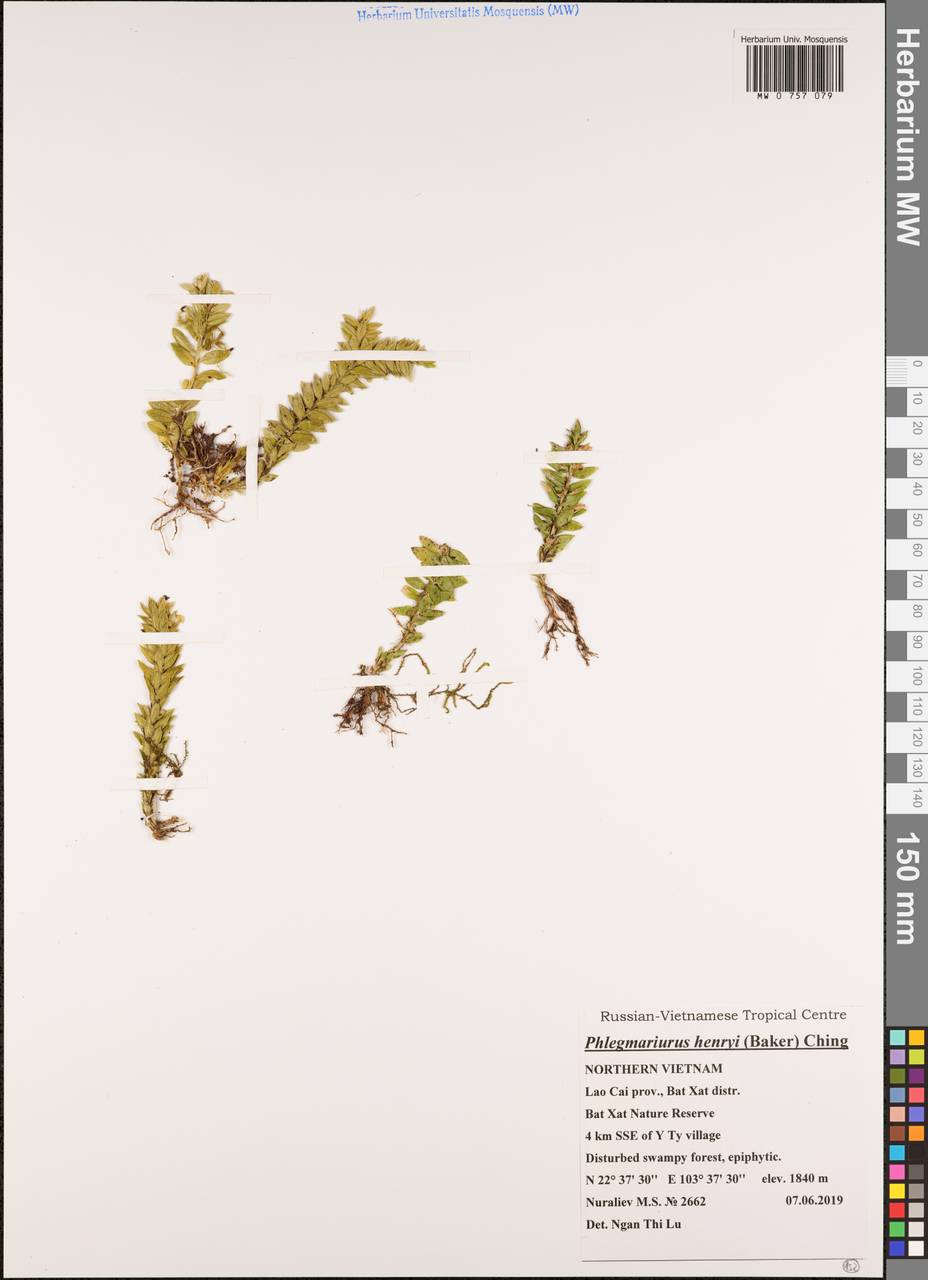 Phlegmariurus henryi (Baker) Ching, Зарубежная Азия (ASIA) (Вьетнам)