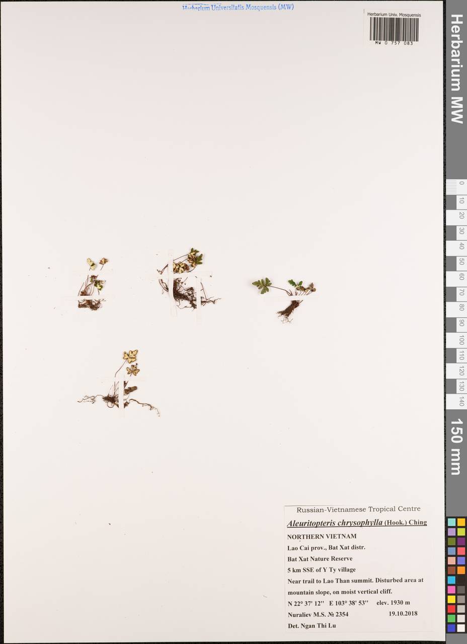 Aleuritopteris chrysophylla (Hook.) Ching, Зарубежная Азия (ASIA) (Вьетнам)