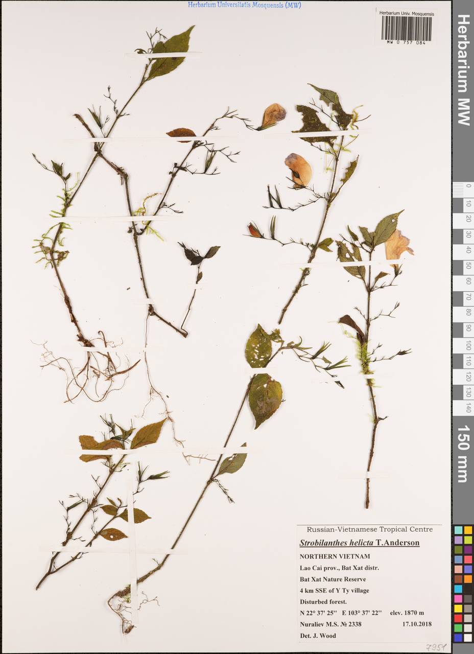 Strobilanthes helictus T. Anderson, Зарубежная Азия (ASIA) (Вьетнам)