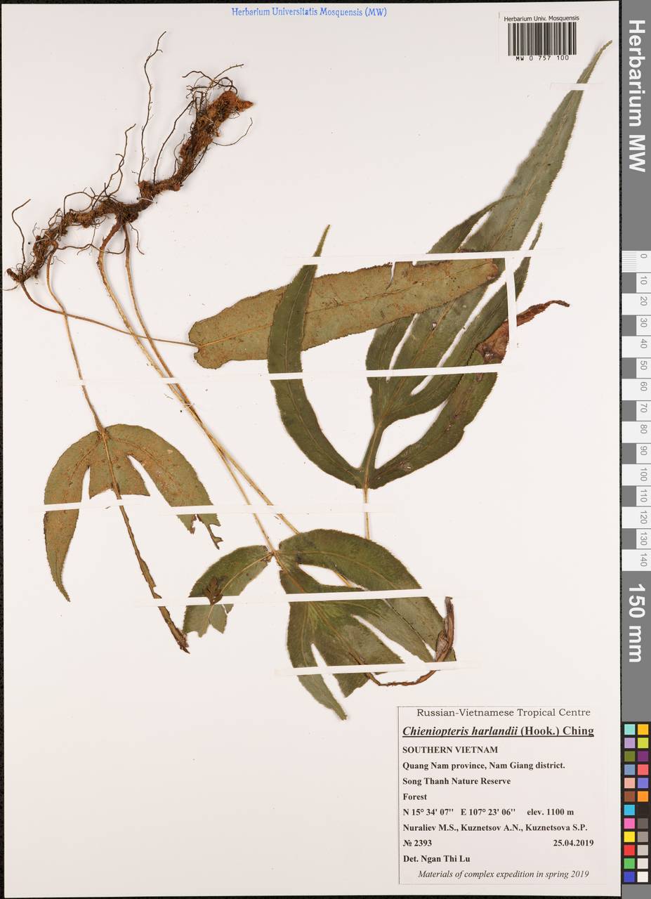 Woodwardia harlandii Hook., Зарубежная Азия (ASIA) (Вьетнам)