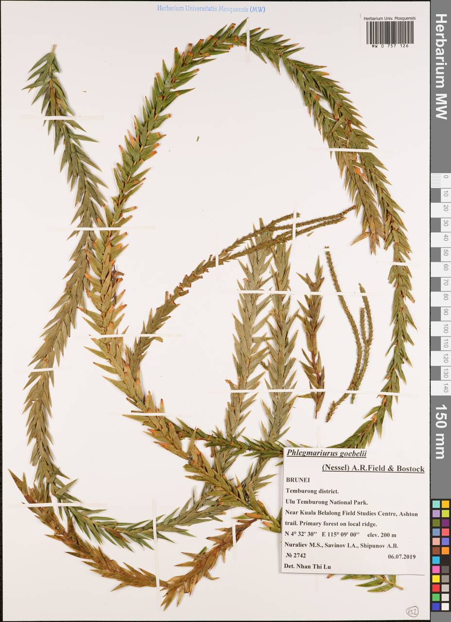 Phlegmariurus goebelii (Nessel) A.R.Field & Bostock, Зарубежная Азия (ASIA) (Бруней)