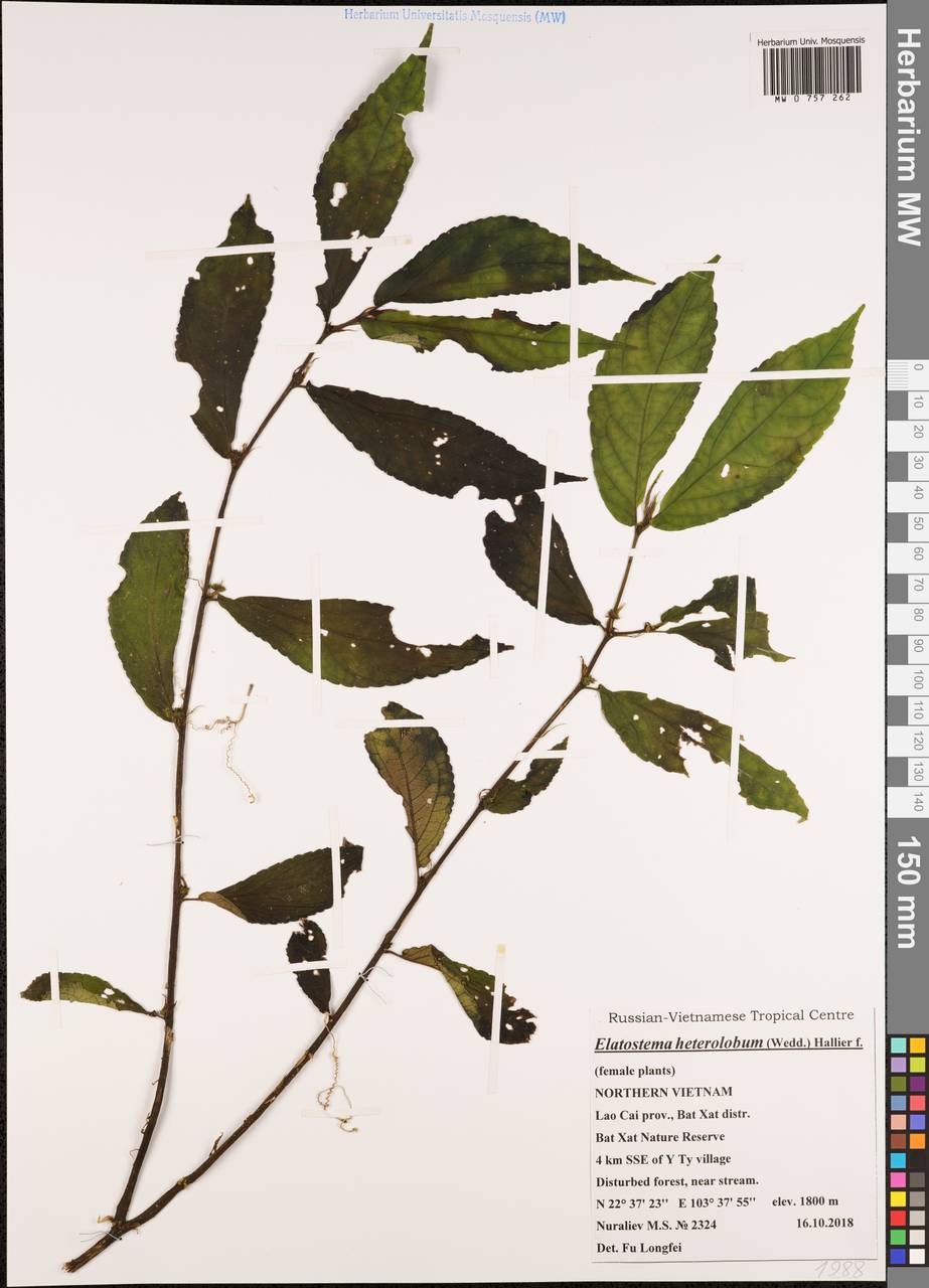 Elatostema heterolobum Hallier fil., Зарубежная Азия (ASIA) (Вьетнам)