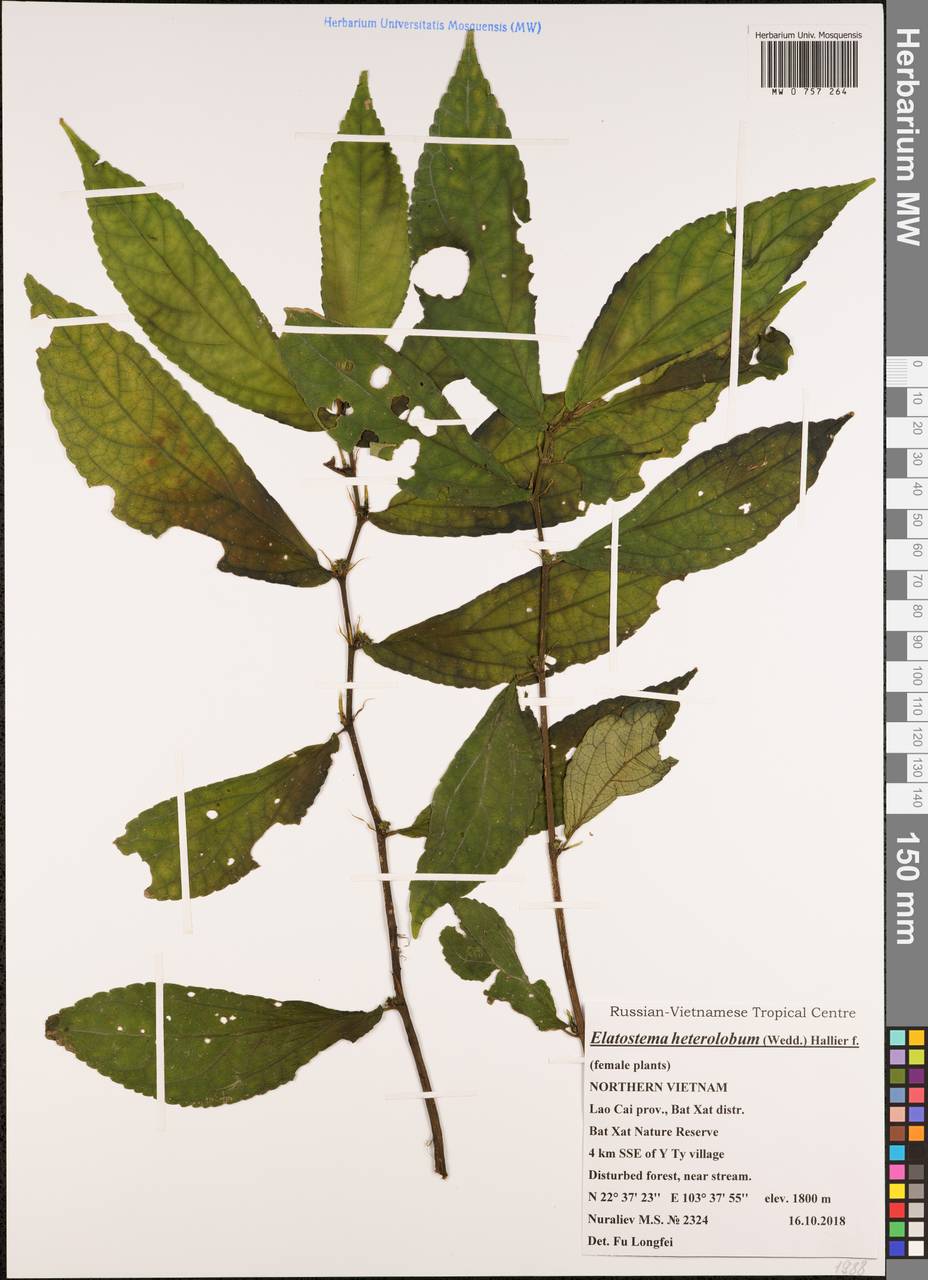 Elatostema heterolobum Hallier fil., Зарубежная Азия (ASIA) (Вьетнам)
