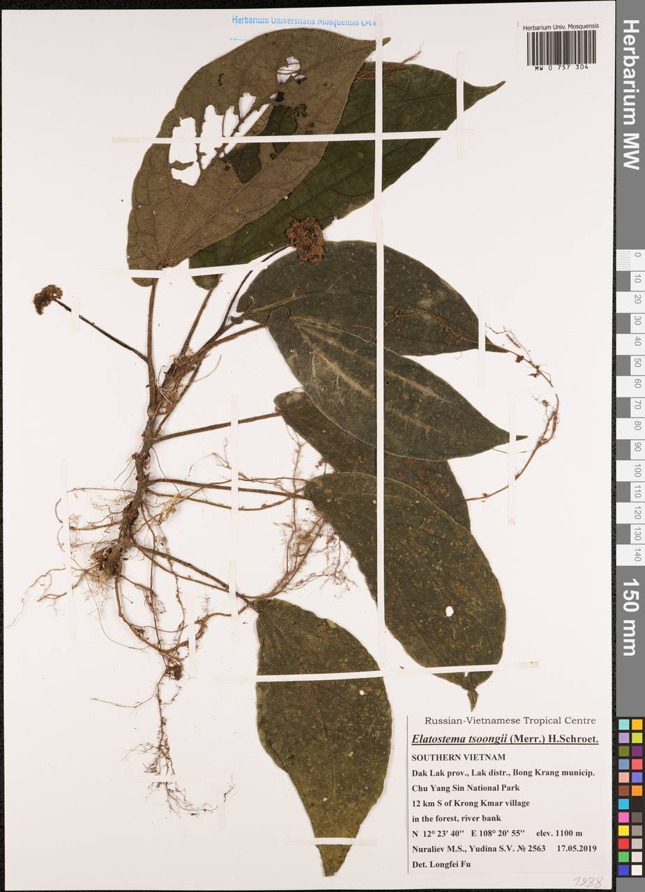 Elatostema latifolium (Blume) Blume ex H. Schroet., Зарубежная Азия (ASIA) (Вьетнам)