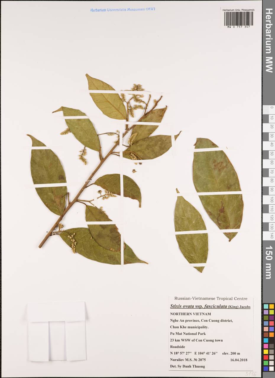Stixis ovata subsp. fasciculata (King) M.Jacobs, Зарубежная Азия (ASIA) (Вьетнам)