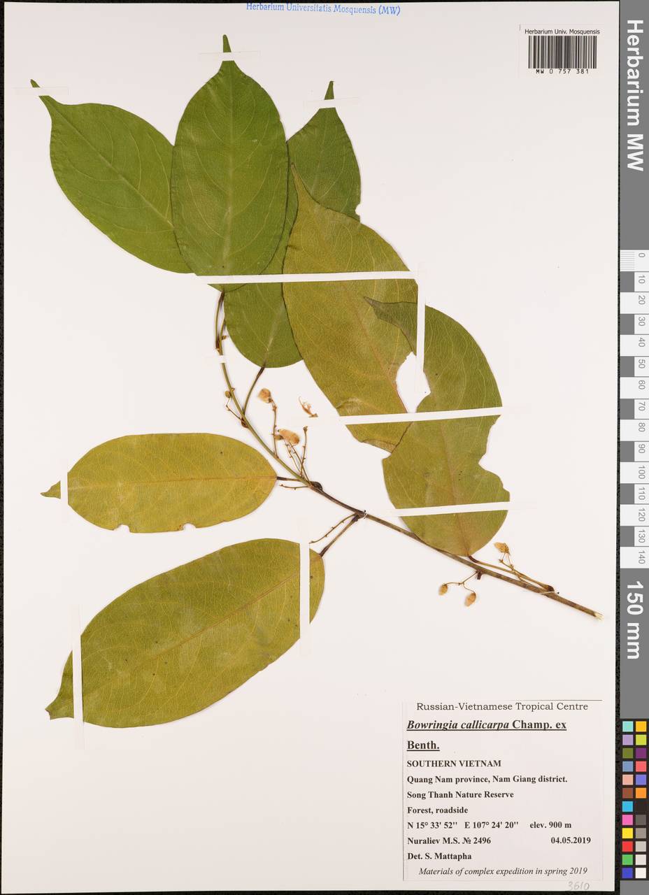 Leucomphalos callicarpus (Benth.)Breteler, Зарубежная Азия (ASIA) (Вьетнам)
