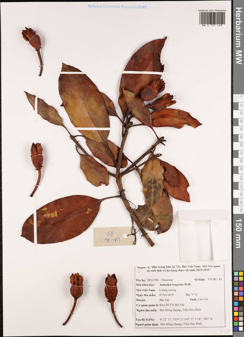 Anneslea fragrans Wall., Зарубежная Азия (ASIA) (Вьетнам)