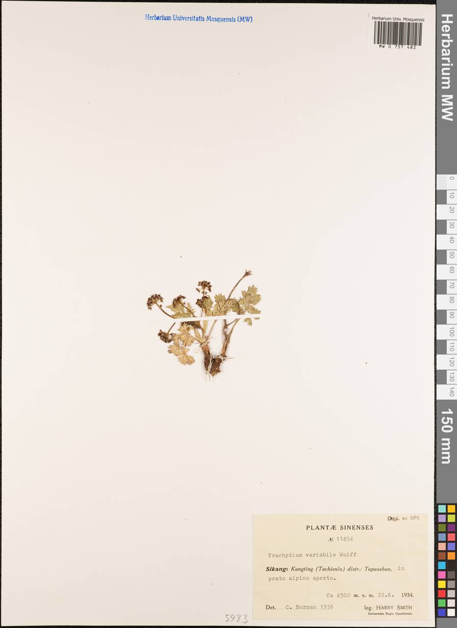 Trachydium variabile H.Wolff, Зарубежная Азия (ASIA) (КНР)