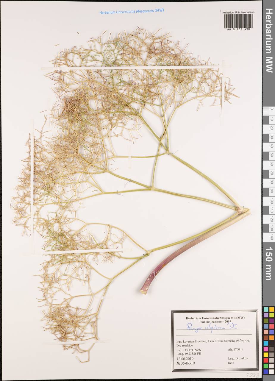 Прангос курчавокрылый DC., Зарубежная Азия (ASIA) (Иран)